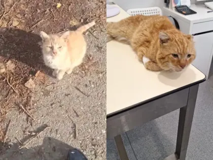 Ветеринары в Дагестане спасли кота, который семь лет прожил на могиле хозяина