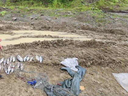 Сахалинские браконьеры выловили в реке Тихая Макаровского района 43 экземпляра симы