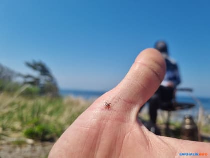 Сахалинцам напоминают, как уберечься от клещей