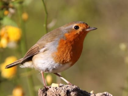 Народные приметы на 1 июня: что нельзя делать в этот день