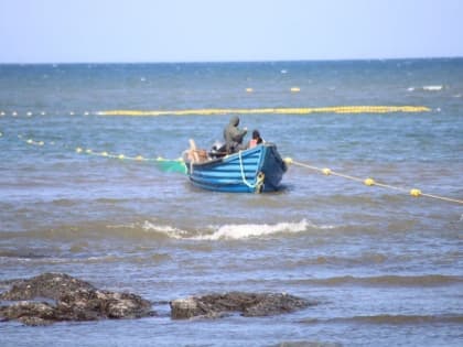 Из-за курса доллара за год экспорт краба с Дальнего Востока в Японию вырос на 70 процентов