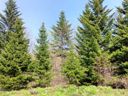 Тепло на севере и дожди на юге спрогнозировали синоптики Сахалина на 5 июня