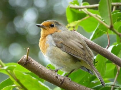 Народные приметы на 7 июня – что нельзя делать в Иванов день