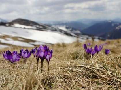 Дождь с ветром и солнечную погоду спрогнозировали в Сахалинской области на 8 апреля