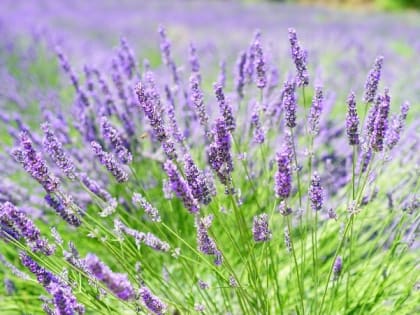 Церковный праздник 17 июля — память Царя-мученика Николая II, народные приметы