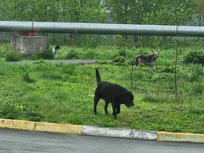 "Бросаются на всех": стая из 20 агрессивных собак терроризирует жителей Поронайска