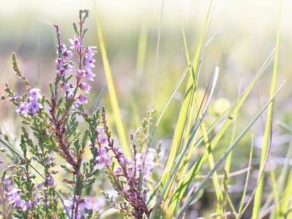 Церковный праздник 9 июля — явление Тихвинской иконы Божией Матери, народные приметы
