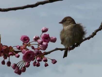 Народные приметы на 28 апреля — что можно и нельзя делать в Пудов день