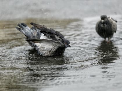 Дождь и до +19°С днем — прогноз погоды на Сахалине и Курилах 11 июня
