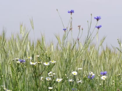 Народные приметы на 6 июля — день Владимирской иконы Божией Матери, что нельзя делать