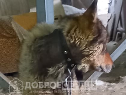 Спасти пса с огромной опухолью пытаются зоозащитники на Сахалине