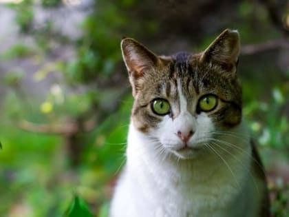 Церковный праздник 22 мая: день Николая Чудотворца, народные приметы