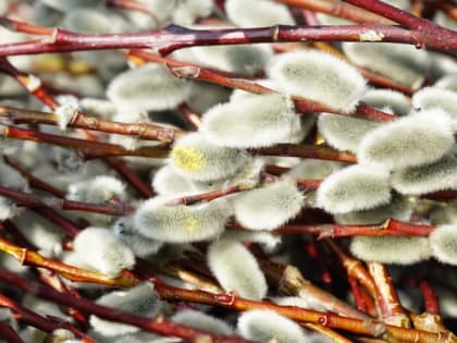 Вербное воскресенье: можно ли мыться, что приготовить и сколько веток вербы поставить