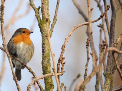 Народные приметы на 25 апреля — что нельзя делать на Василия Исповедника