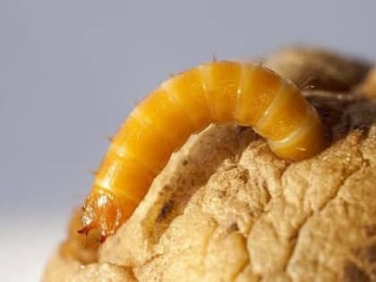 Как избавиться от проволочника на картофеле