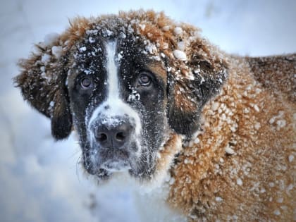 Дыхание зимы под легкую метель — прогноз погоды на Сахалине и Курилах на 5 января