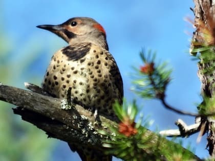 Народные приметы на 25 мая и церковный праздник Вознесение Господне