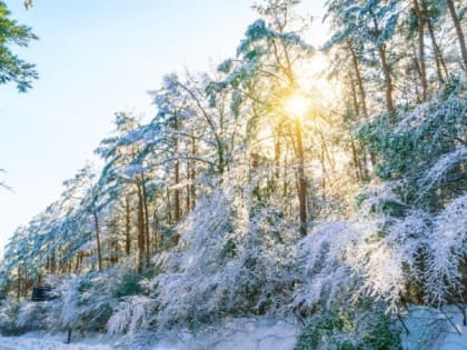 Солнечно и минус 4 градуса будет в Южно-Сахалинске 23 декабря