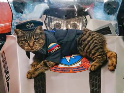 Кошка-психолог из Южно-Курильска стала мамой