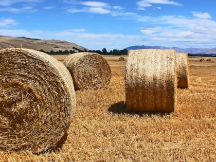 Церковный праздник 10 августа — день иконы Божией Матери Одигитрия, народные приметы
