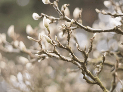 Кратковременные дожди — прогноз погоды на Сахалине и Курилах на неделю