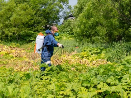 В Южно-Сахалинске очистили от борщевика почти 130 га