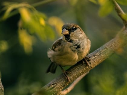 Народные приметы на 4 мая — что можно и нельзя делать в Проклов день
