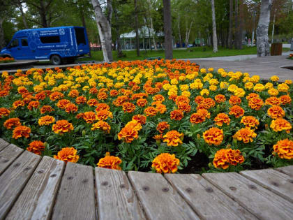 На клумбах городского парка в Южно-Сахалинске высадят 28 тысяч цветов
