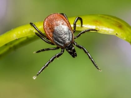 Новые случаи укусов клещей с боррелиозом зафиксировали на Сахалине