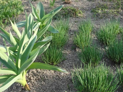 Майские старты с трудовым азартом. Островитяне дождались теплых деньков для работы на земле