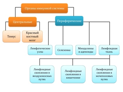 Неделя сохранения иммунной системы