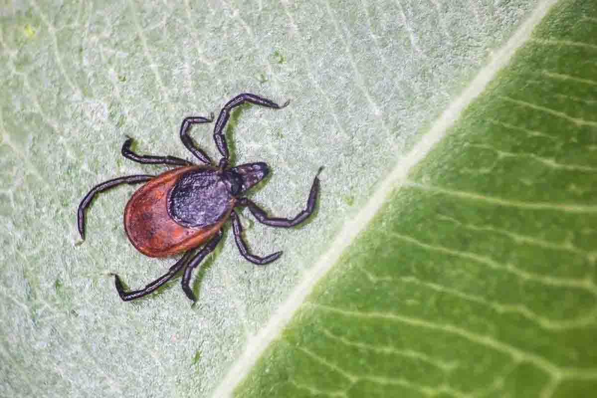 Среда жизни клещей. Ixodes persulcatus. Клещи иксодовые Таежный. Клещ Иксодес персулькатус. Таежный Энцефалитный клещ.