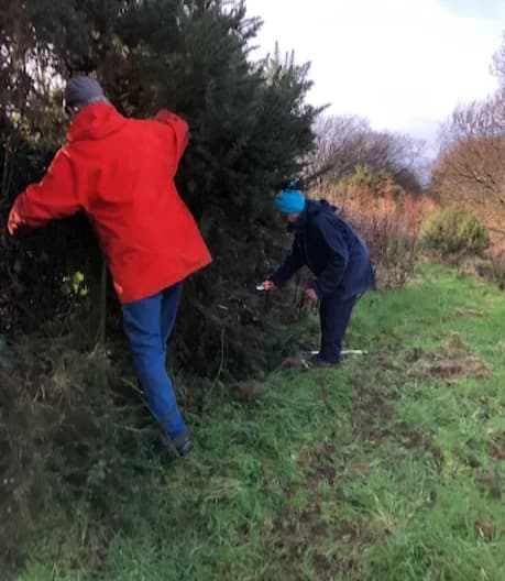 Trimming back bushes