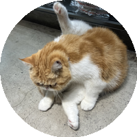 猫のアバター