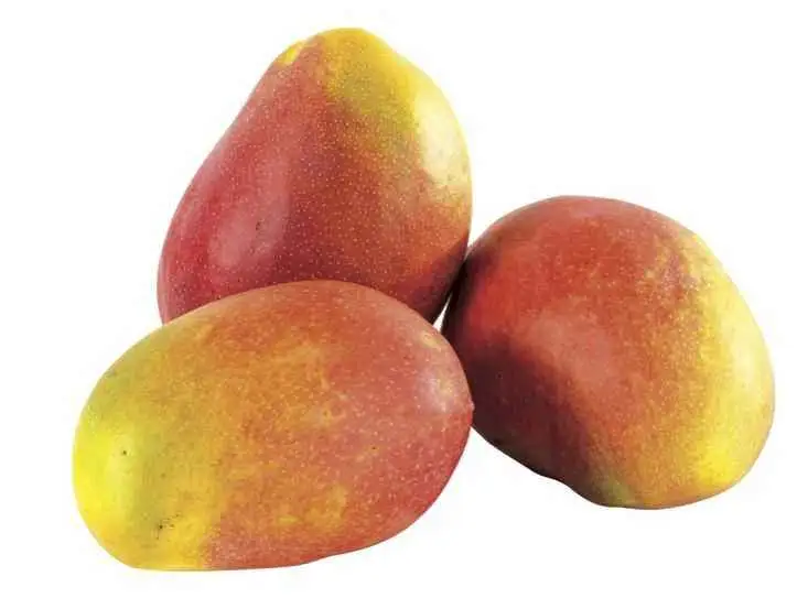Baby mangue 100g