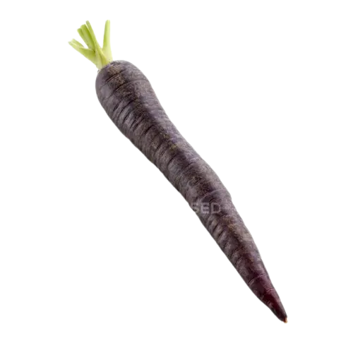 Carotte noir 100g