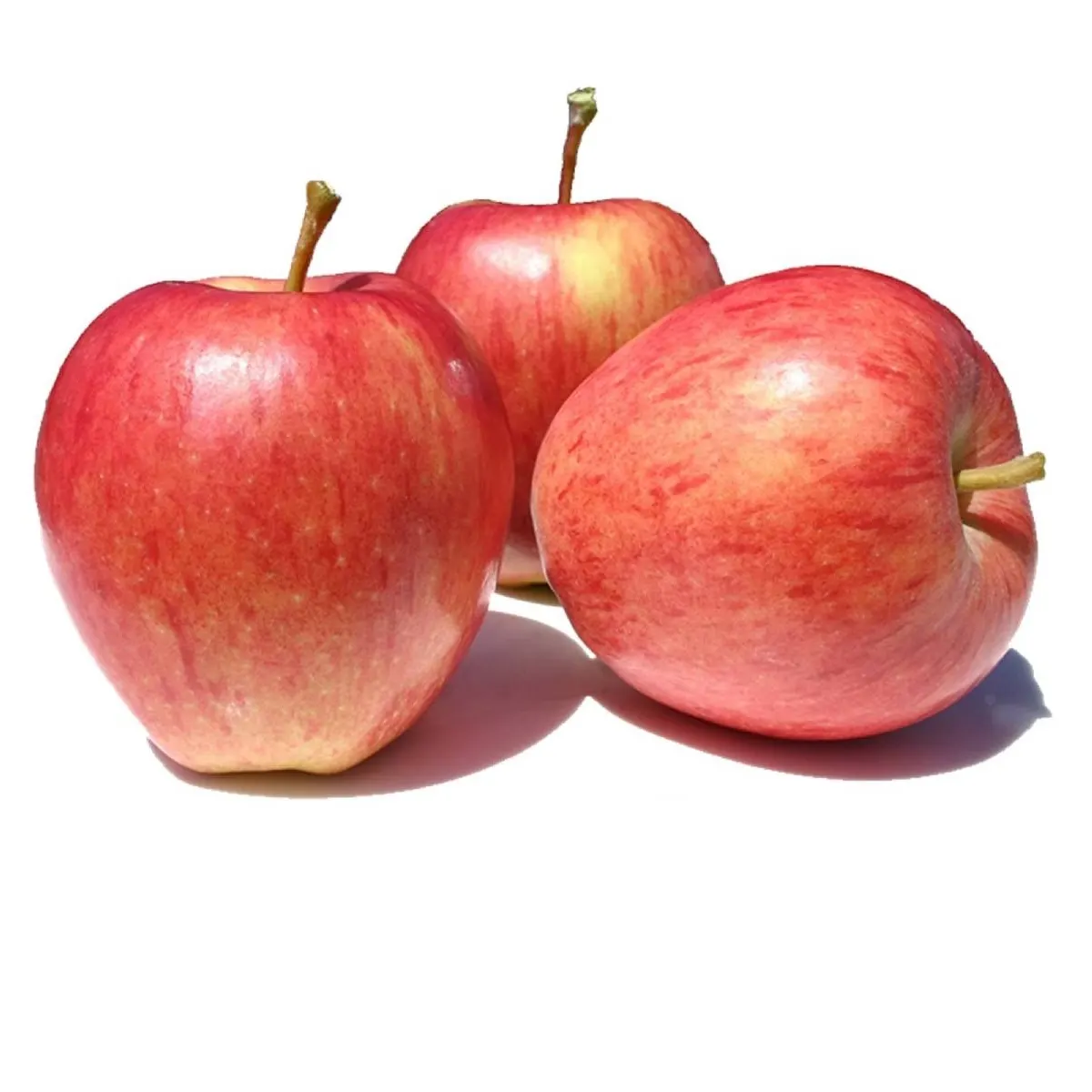 Pomme gala gros calibre 1Kg - FILIERE M