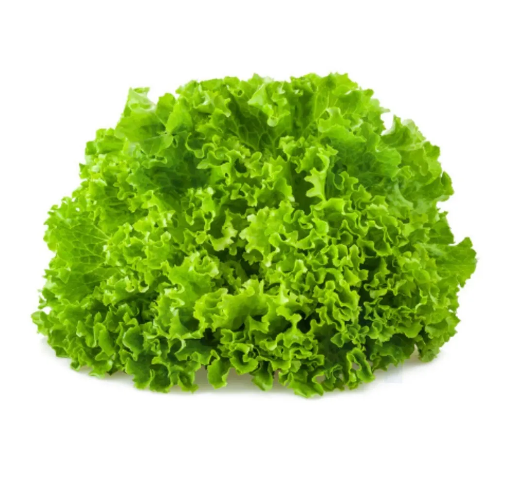 Laitue frisée à la pièce - FILIERE M
