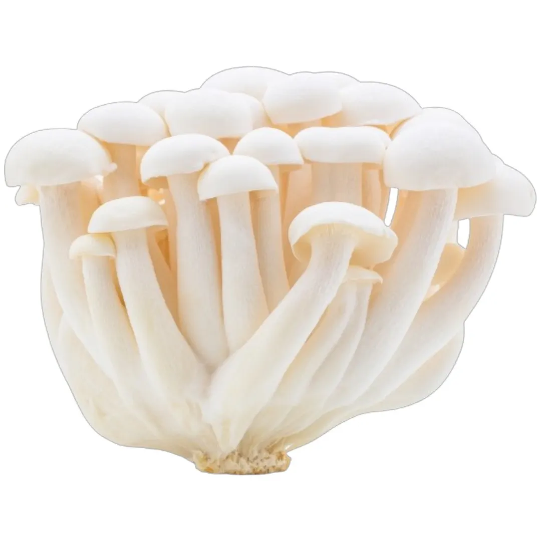 Champignon white shimeji 100g