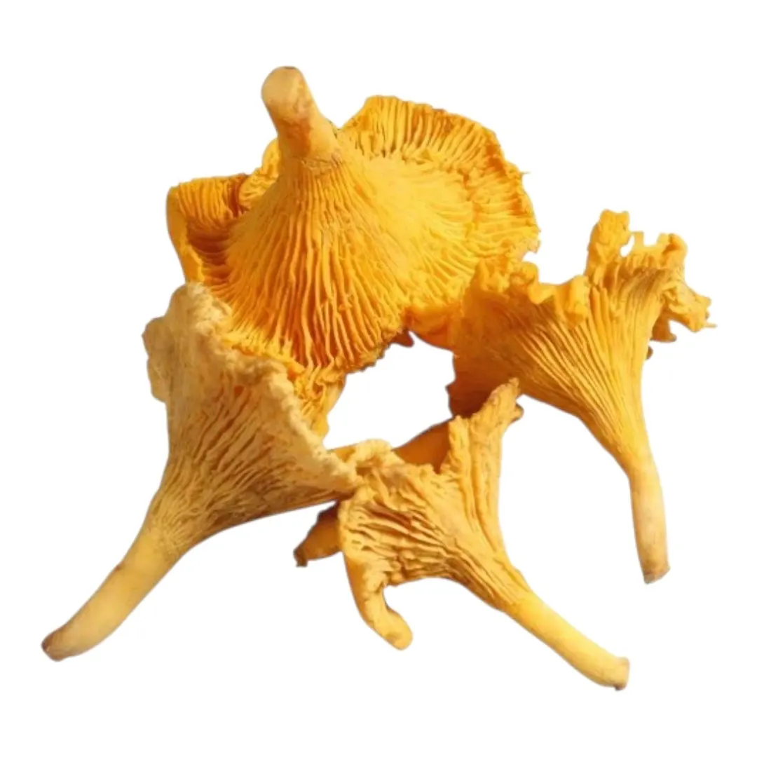 Girolle 100g