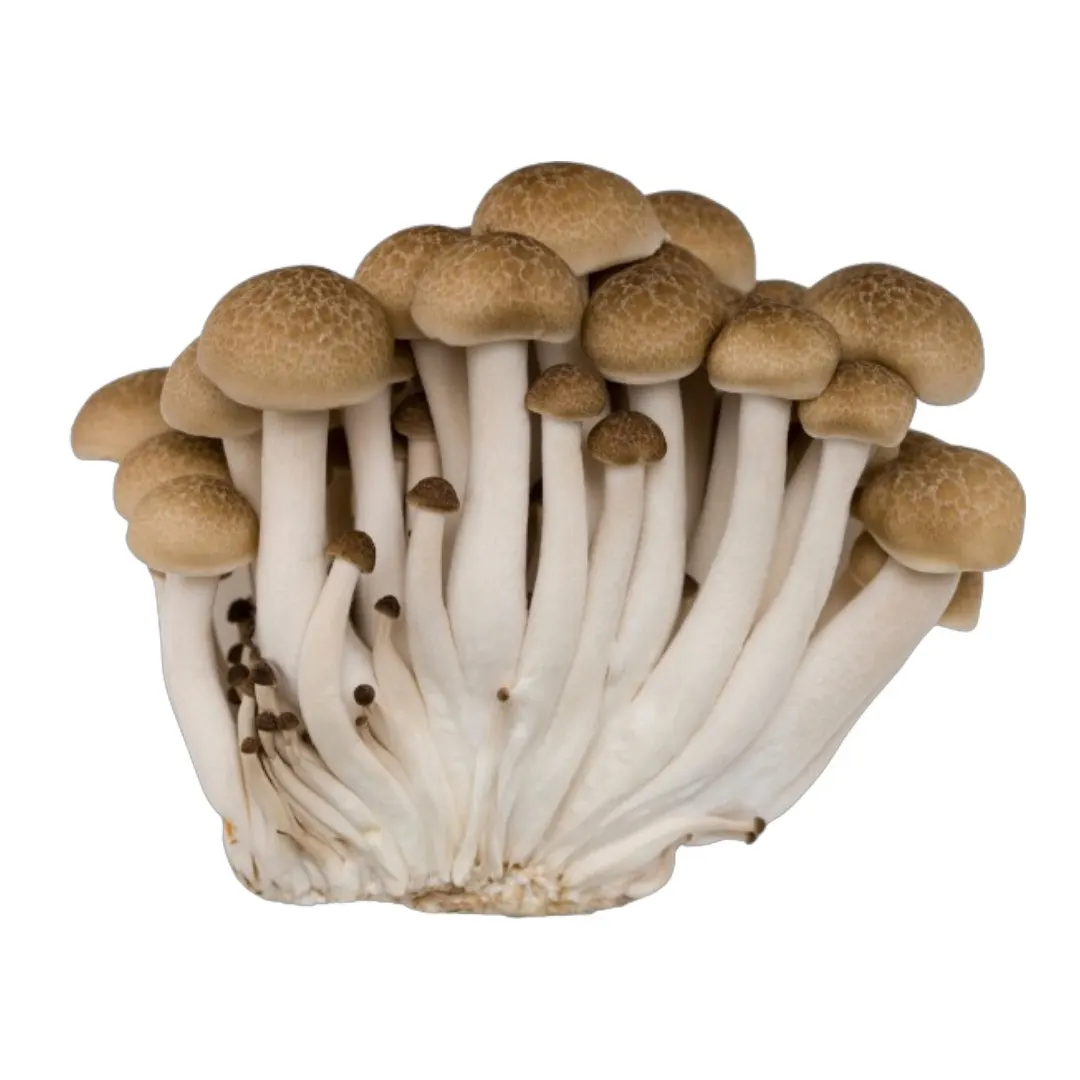 Champignon brown shimeji 100g
