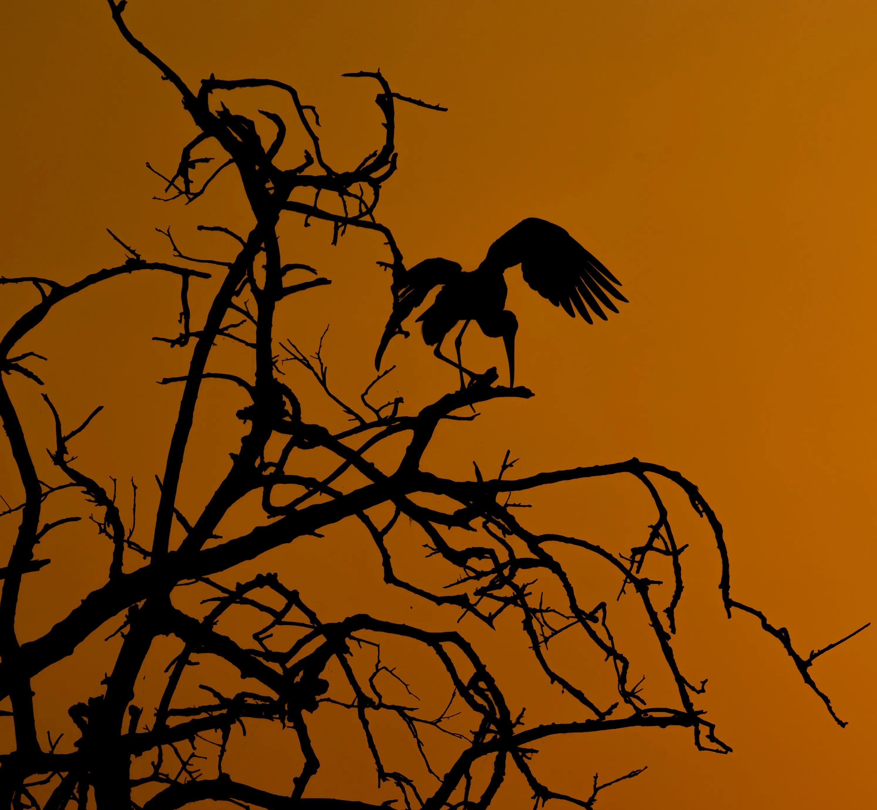 Ranthambore Welcomes 7.27 Lakh Visitors In 2025 Season