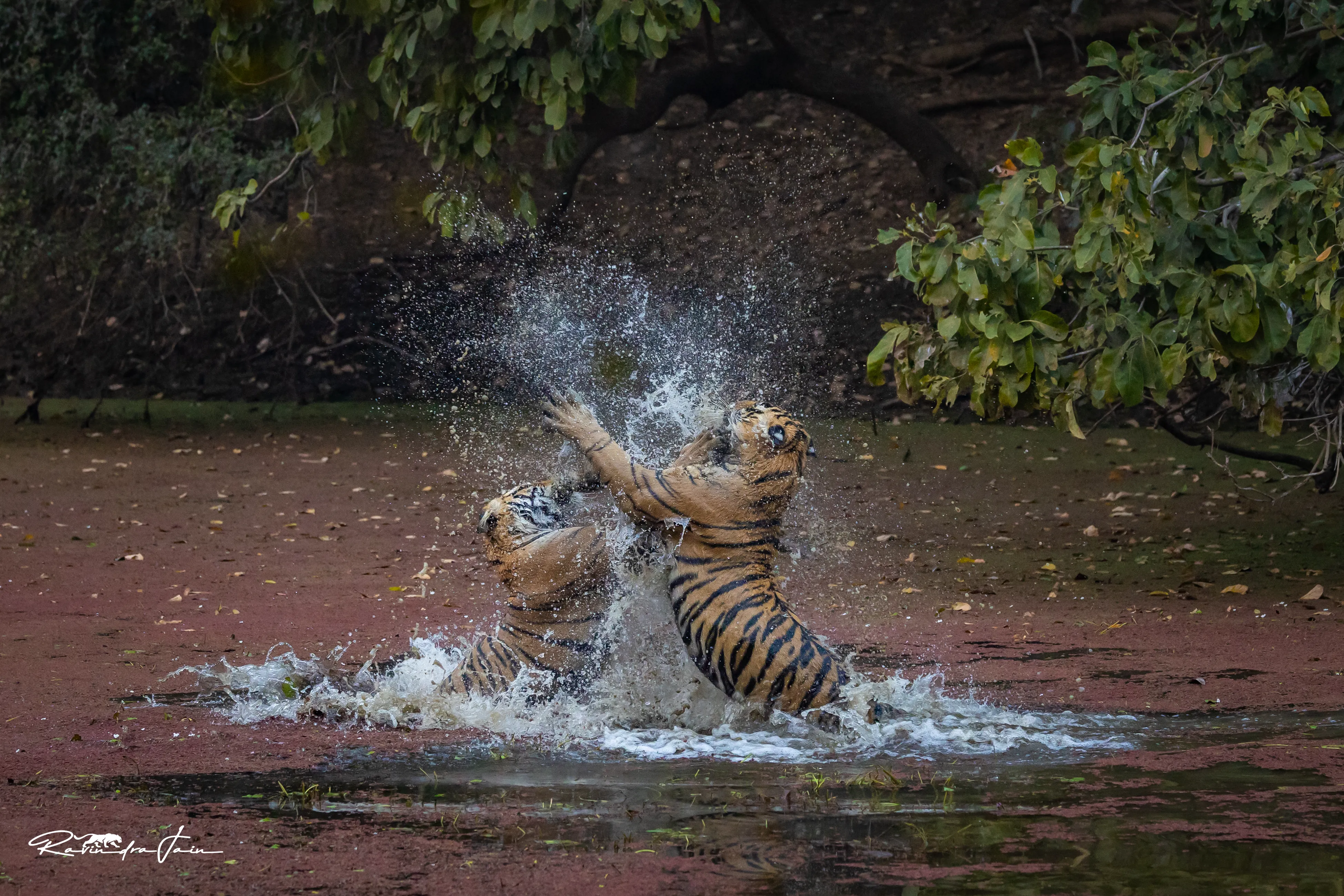 Safari Season: 1 October To 30 June 2026