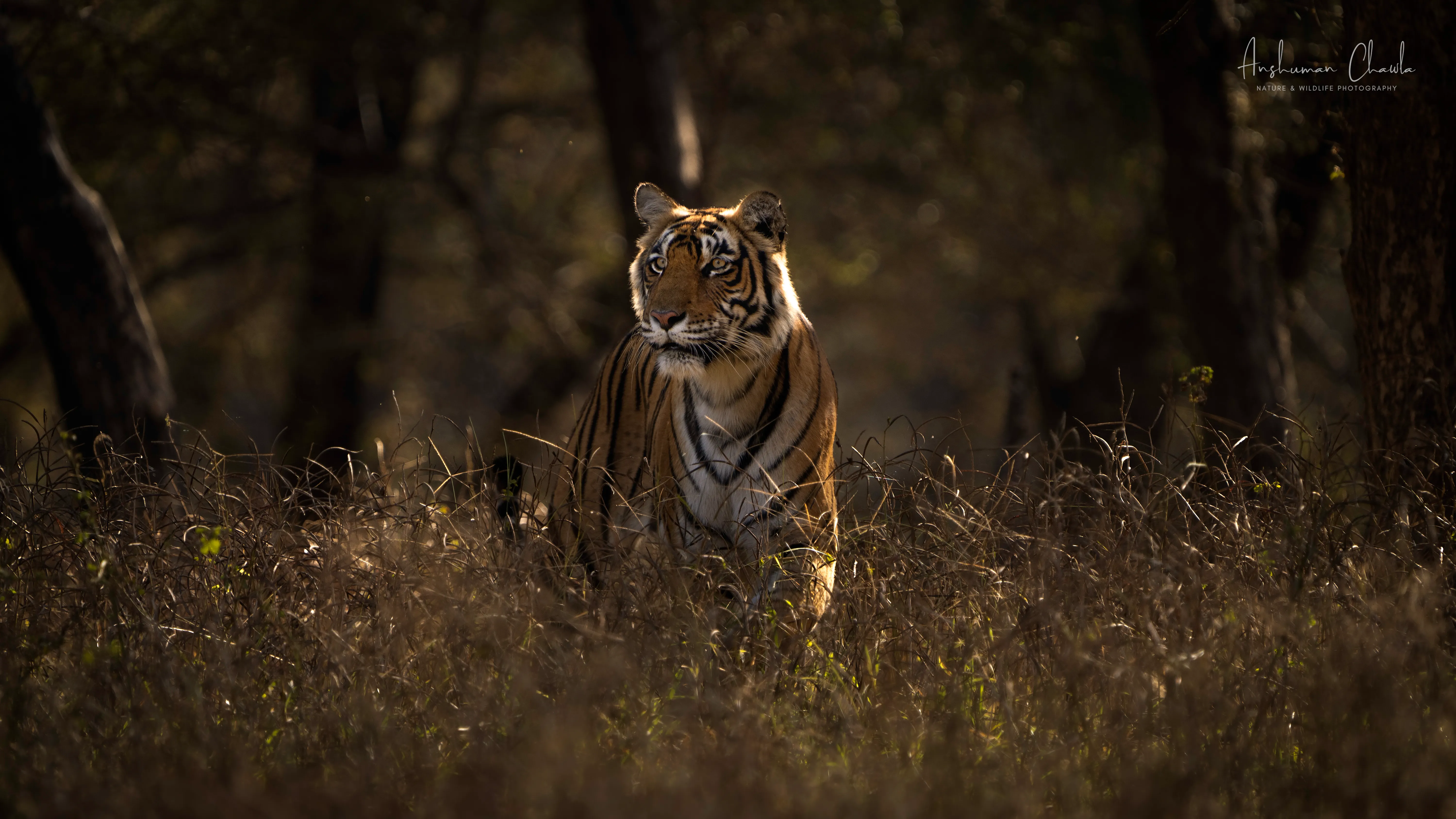 All 10 Ranthambore Safari Zones Explained (2026)