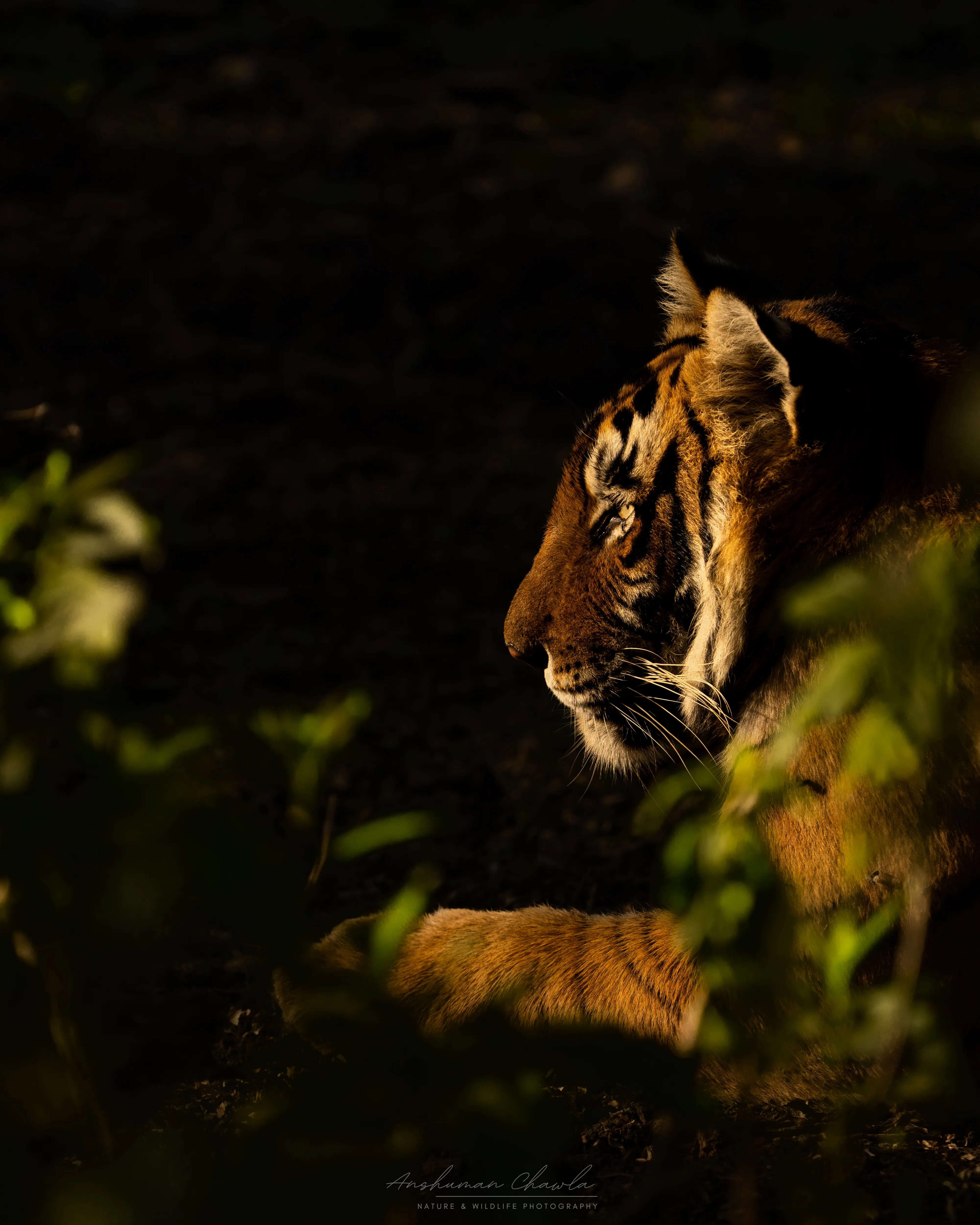 Essential Safari Booking Checklist 2026