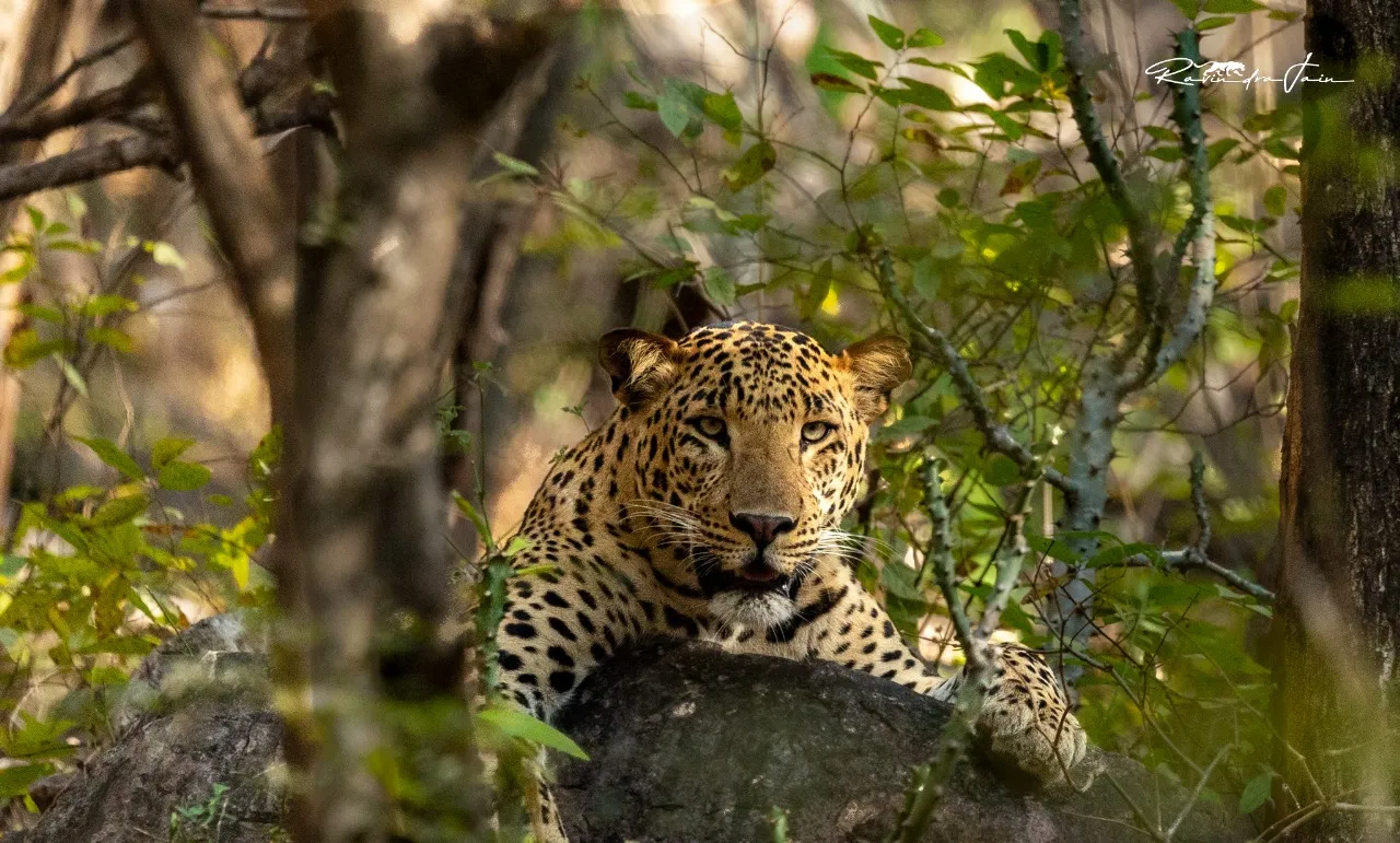 Zone 10 — Aantri Remote Wilderness Safari Guide