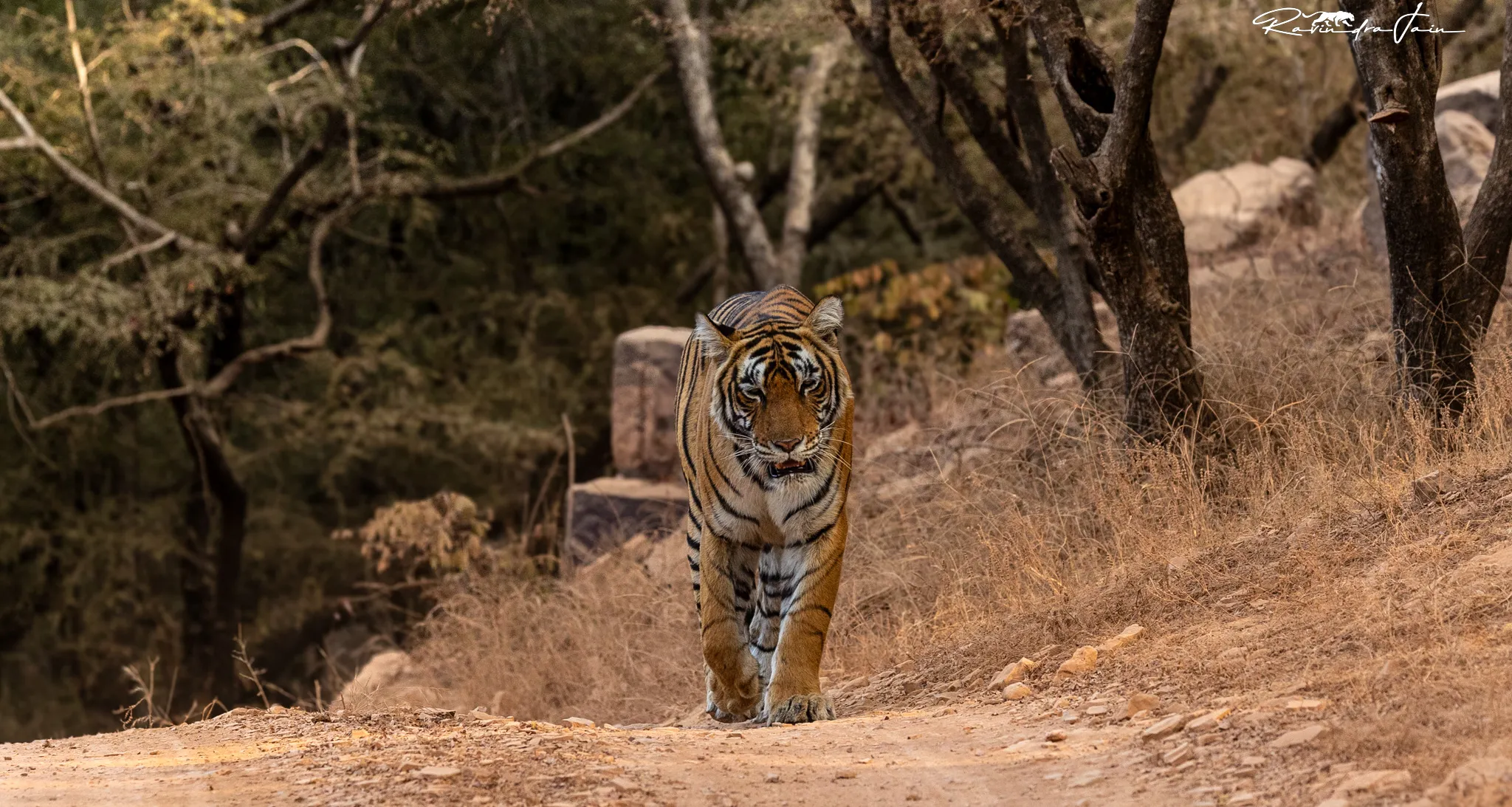 Zone 5 — Khilchipur Deep Forest Safari Guide