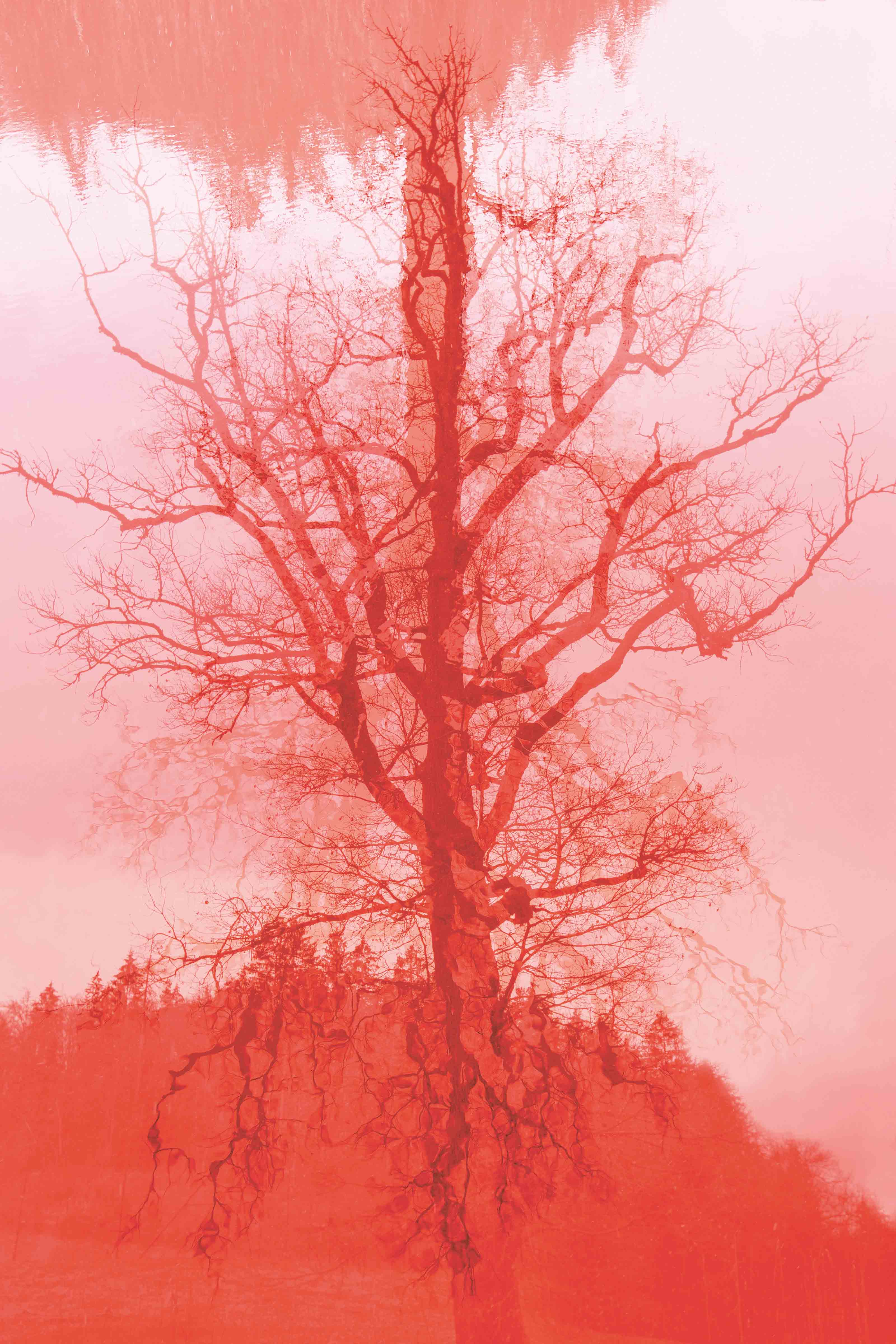 Magda von Hanau, Narcissus Red, 2023, 150 x 100 cm