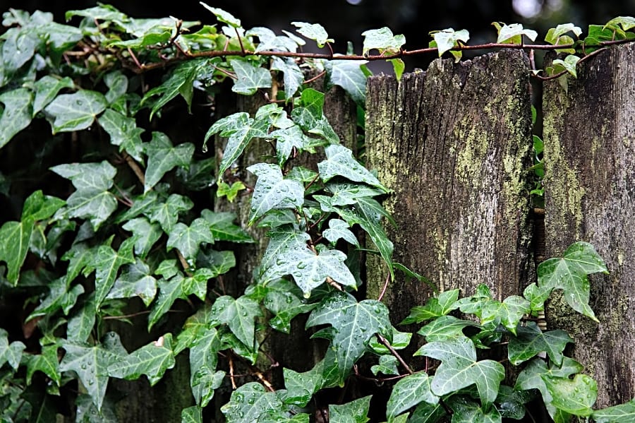 Ivy growing on a tree