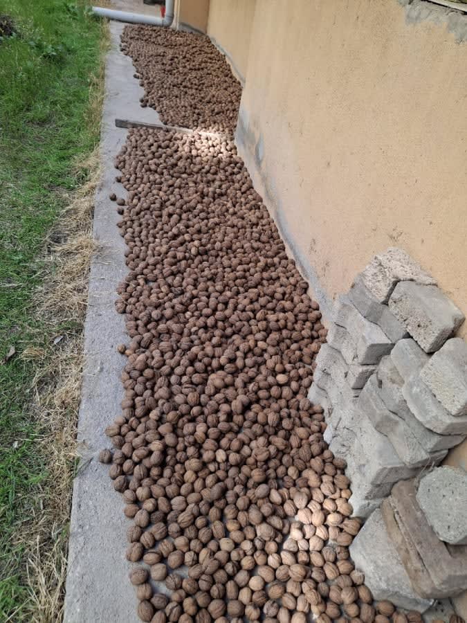 Taze Yerli Ceviz ilan fotoğrafı 1